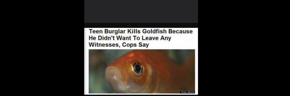 Alex Bishop (GoldFish) banner