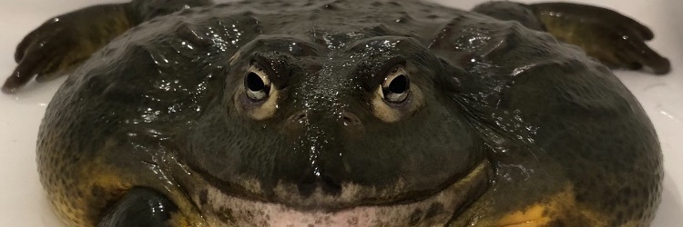 Timofious banner