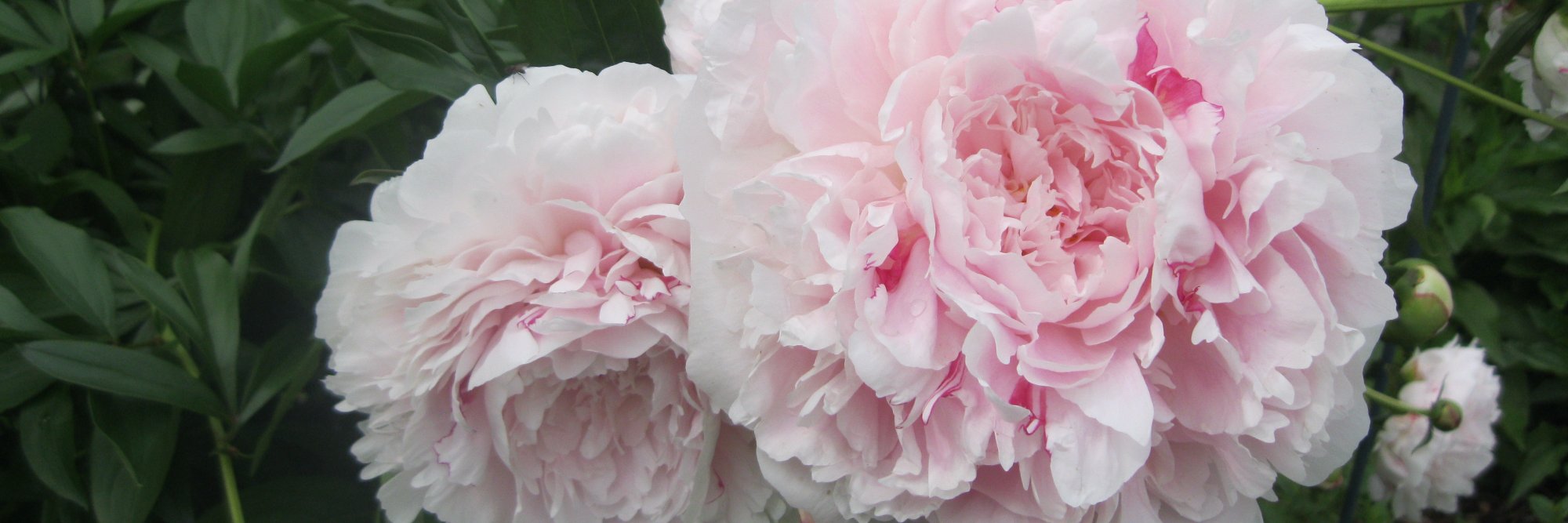 KristinLison's profile banner image