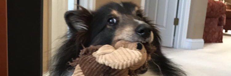Megan_Wolfeee's profile banner image