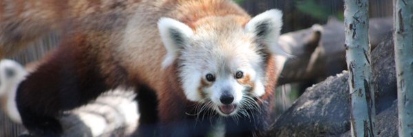 hawkbear12 Profile Banner