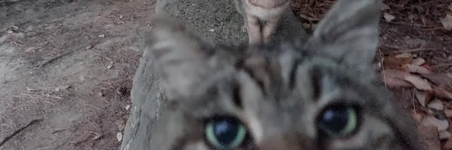 stoneaf4's profile banner image