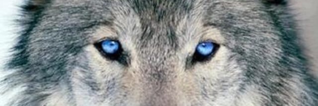 John Bothe banner
