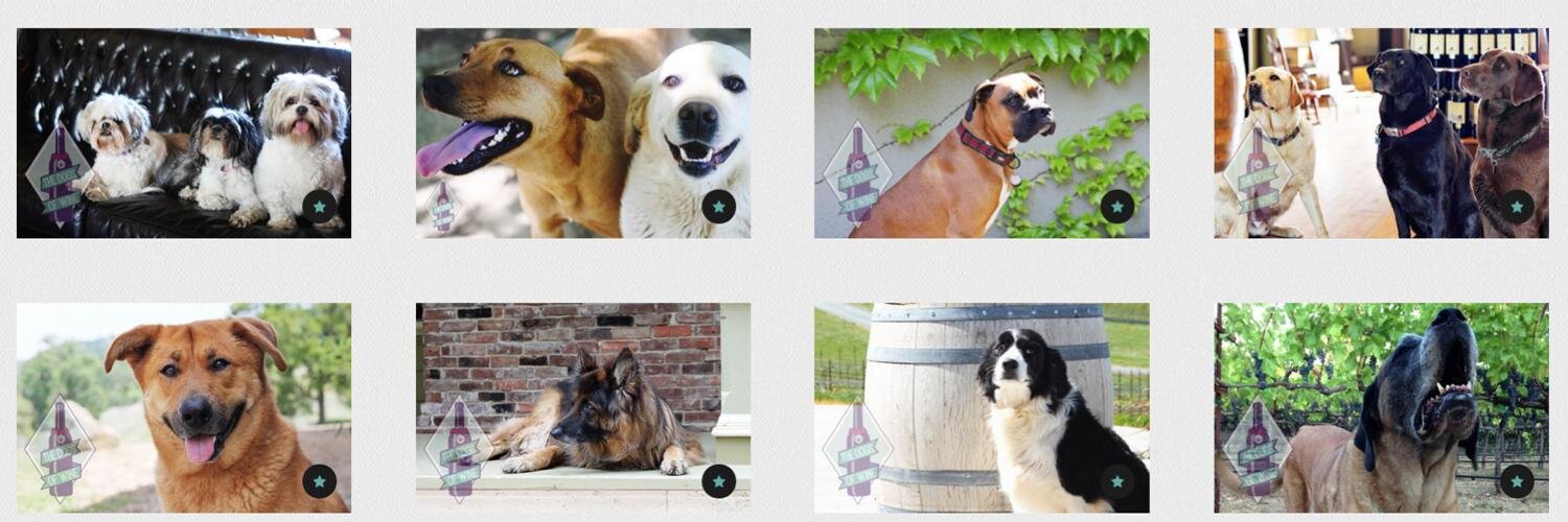thedogsofwine's profile banner image