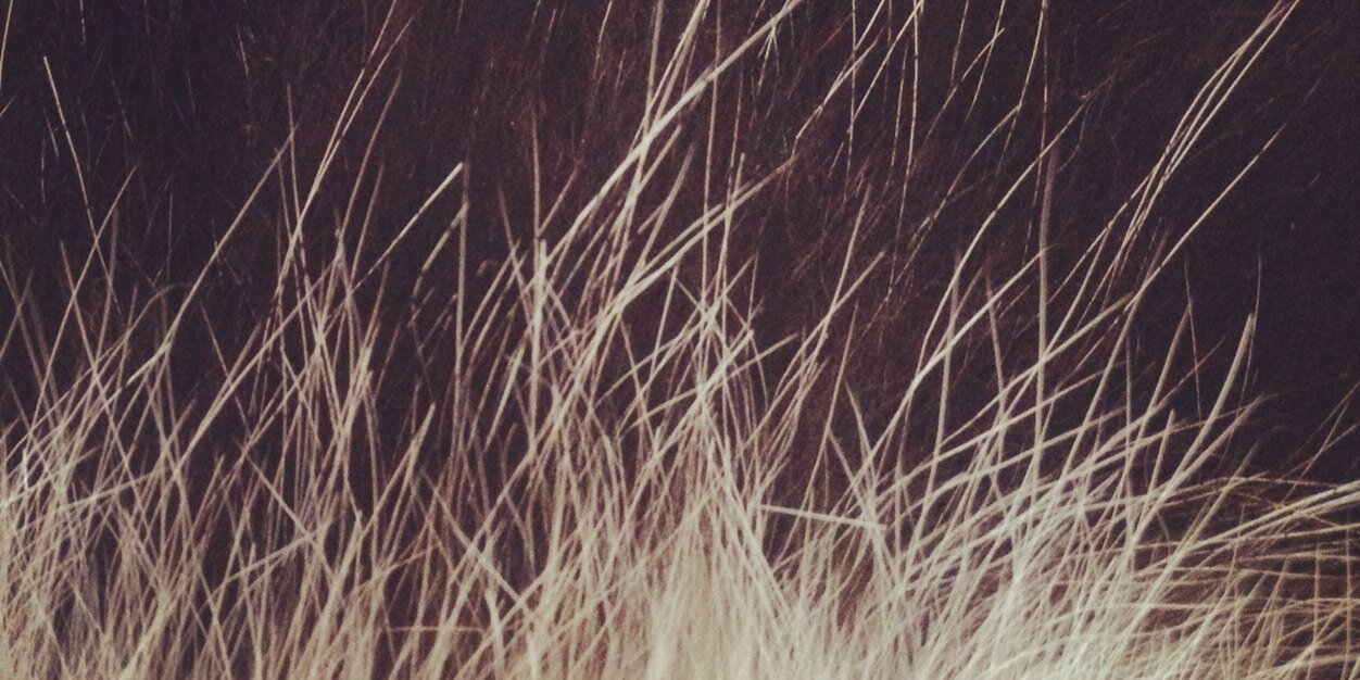 虎牙不能拔's banner