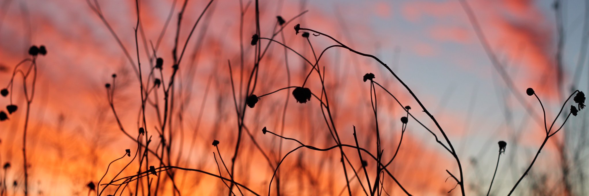 janeycornish's profile banner image