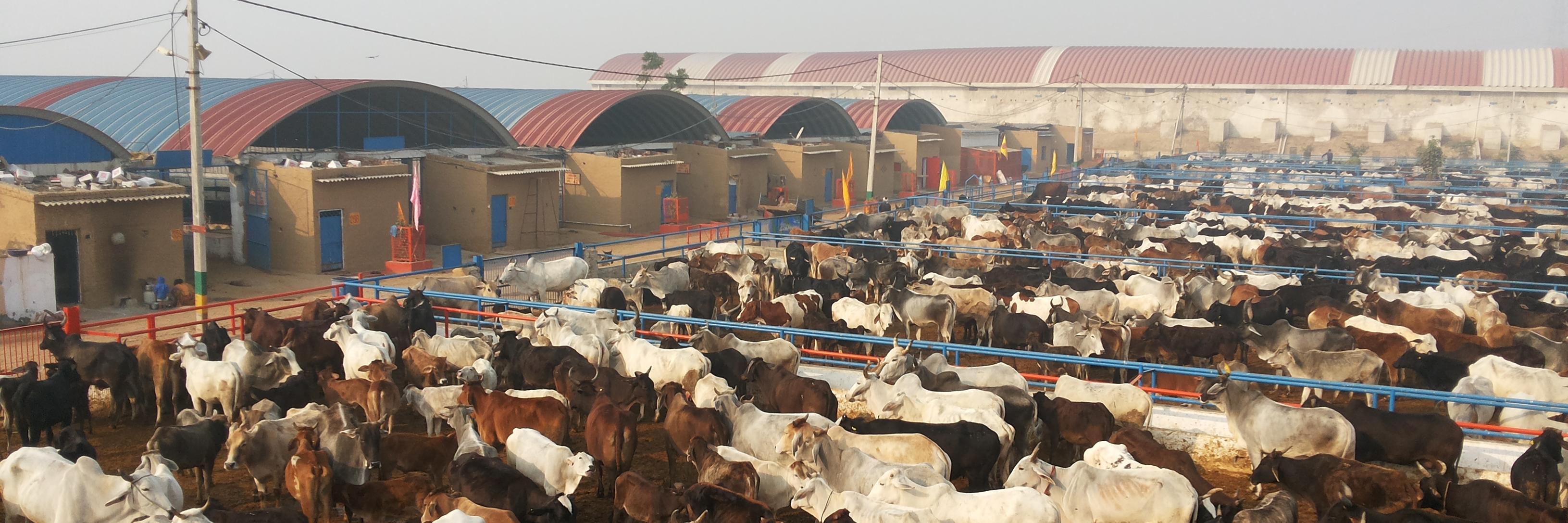 shrikrishangaus's profile banner image