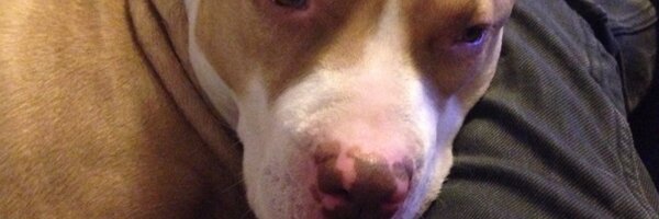 vincentboiardt Profile Banner