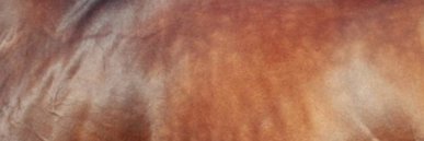 Sadler's Wells banner