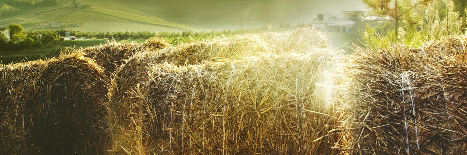 PicenoExpress's profile banner image