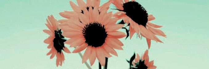chaeyonim's profile banner image