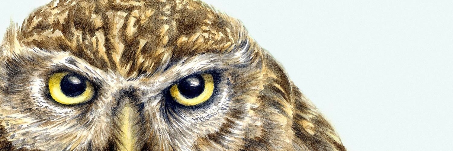 harebit's profile banner image