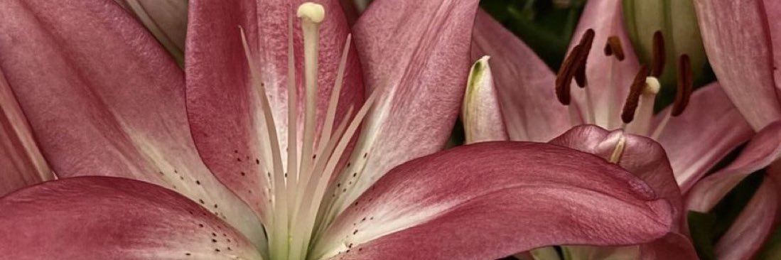 ✿ banner