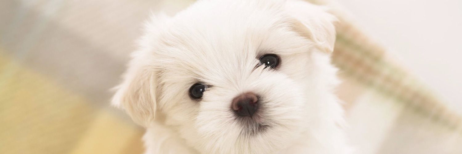 TinyDogShop's profile banner image