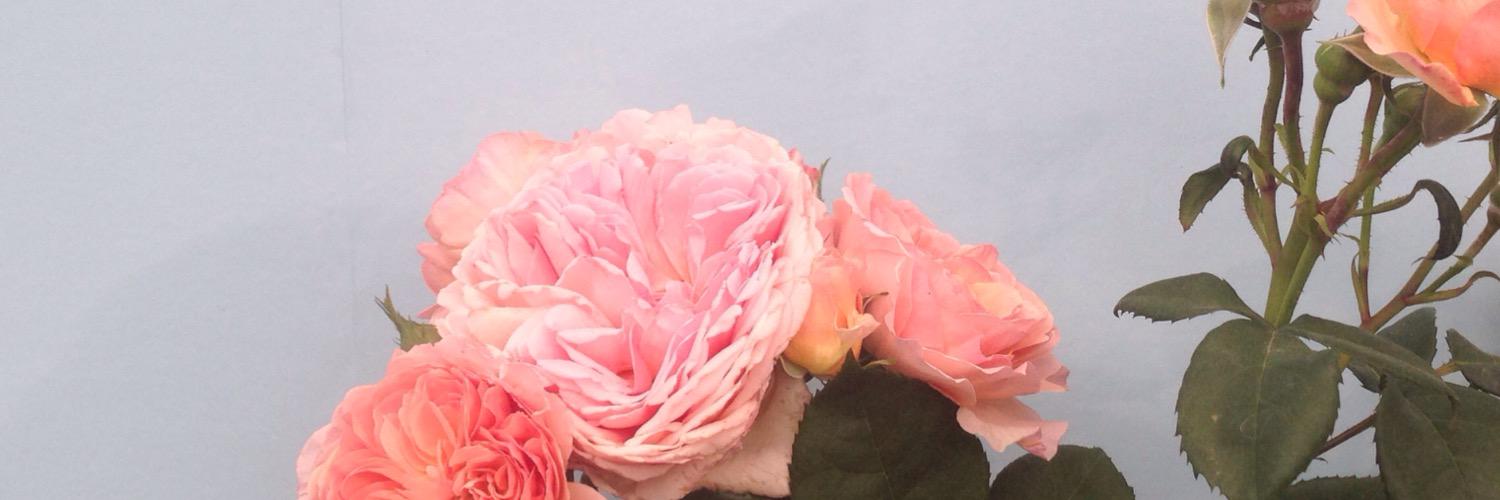 milkamo's profile banner image