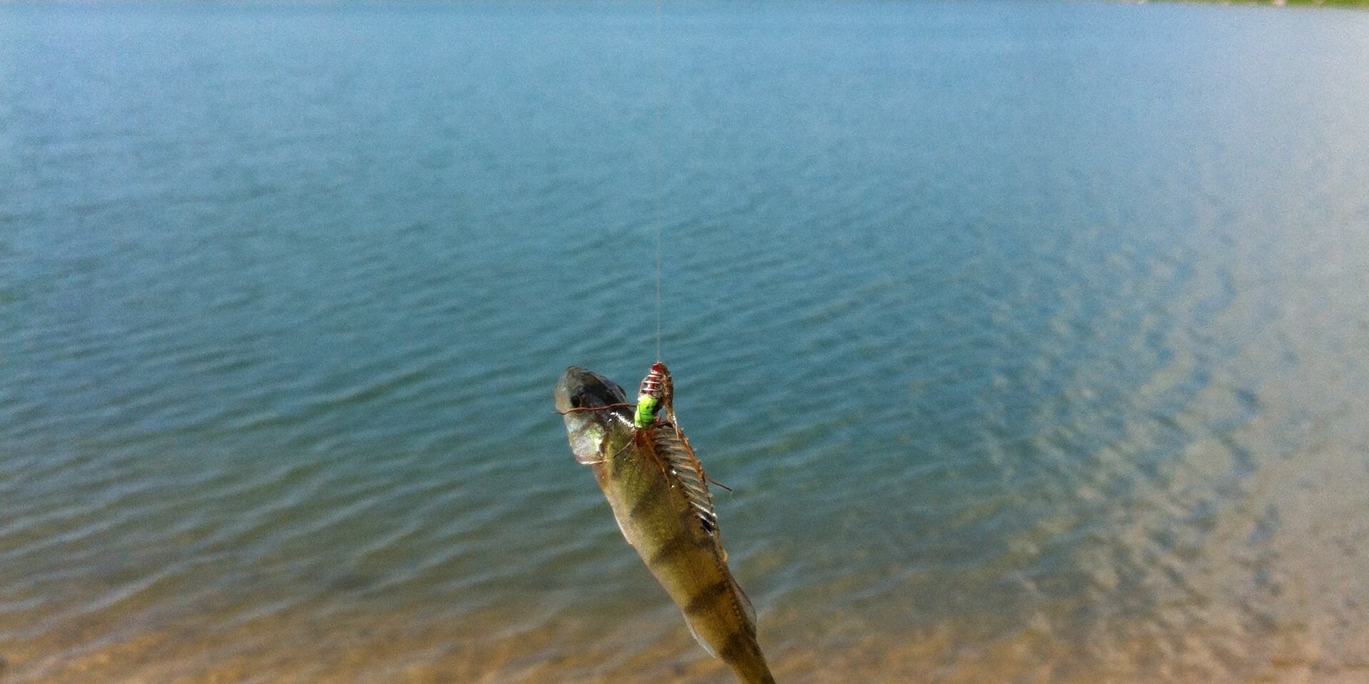 Dickerchen 60 banner