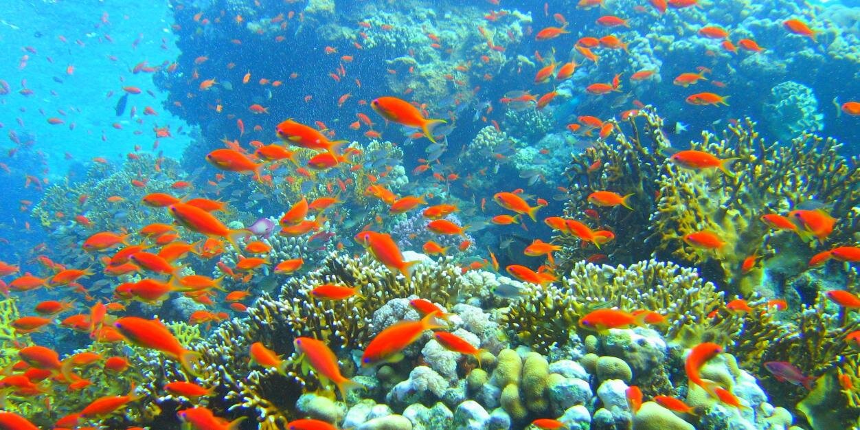 MarineBio_M's profile banner image