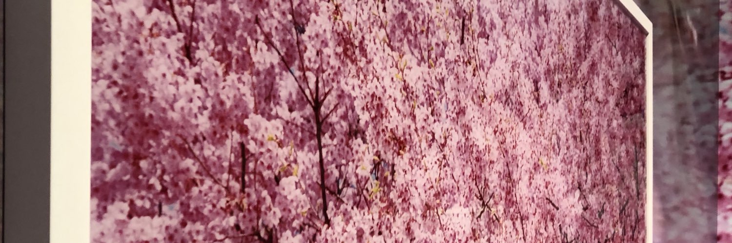yanobori's profile banner image
