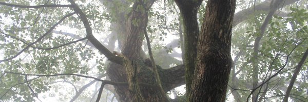 nenaiko_obake Profile Banner