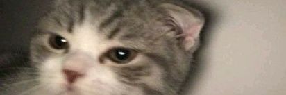 alesta banner