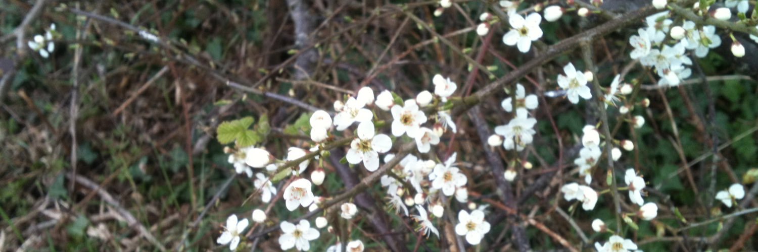 AlresfordReader's profile banner image