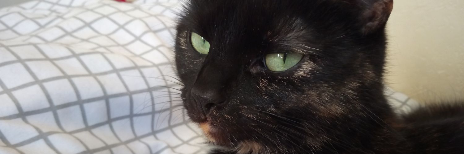 KittHaven's profile banner image