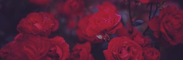 DottaSara's profile banner image