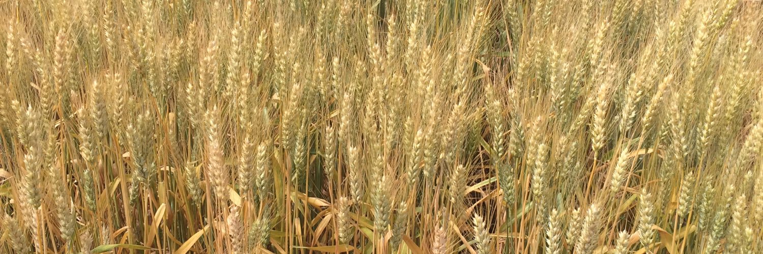 RichWheat's profile banner image