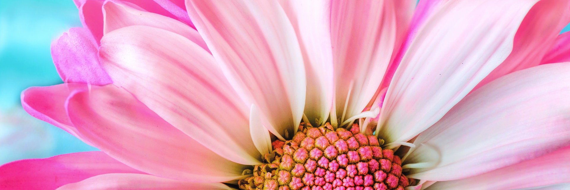 AngieCherney's profile banner image