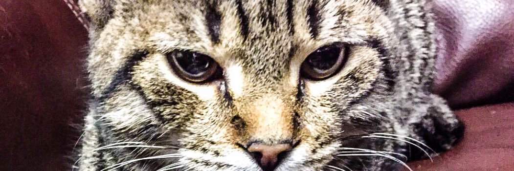 sthahits1's profile banner image