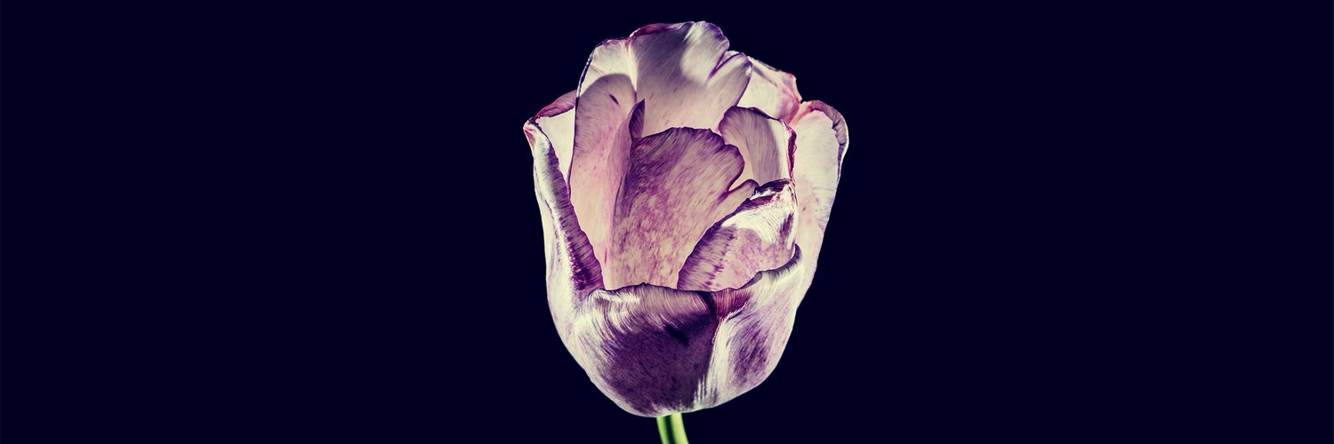 JAulova's profile banner image