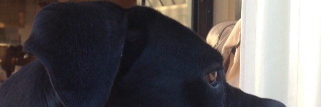 PieNTL's profile banner image