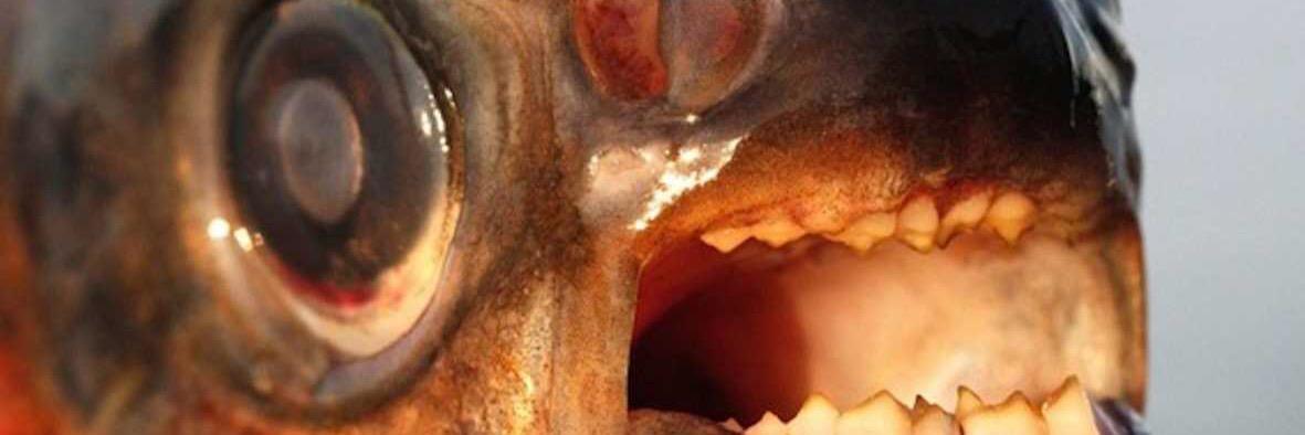 hulefisken's profile banner image