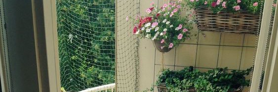 yellowpetaIs's profile banner image