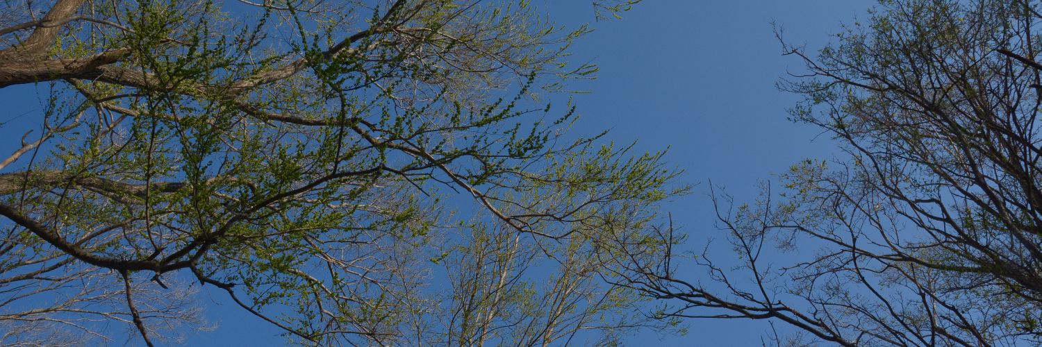 renimonetti's profile banner image