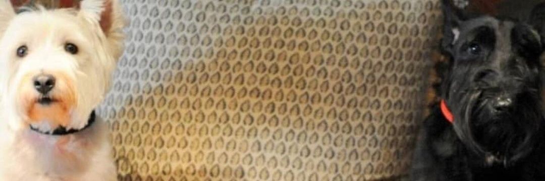 swiftor1's profile banner image