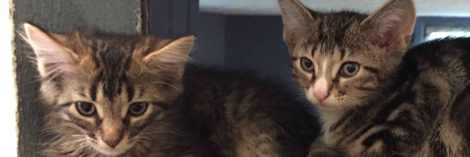 Cincyvinylcats's banner