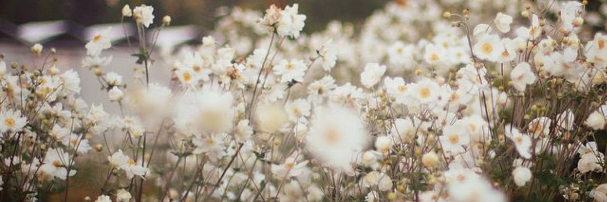 amy_jee's profile banner image