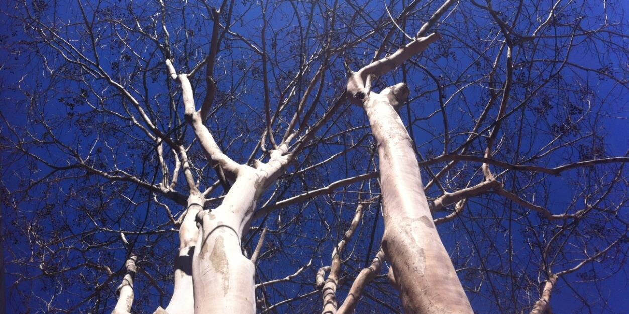 AnnandaleTerrace AAP banner