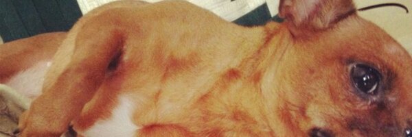 LizardoGramcko Profile Banner