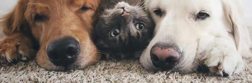 PennyDermott's profile banner image