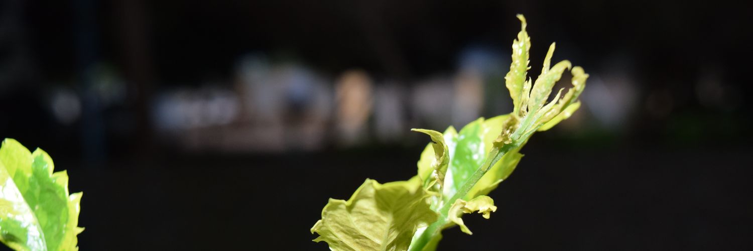 DidierCupid's profile banner image