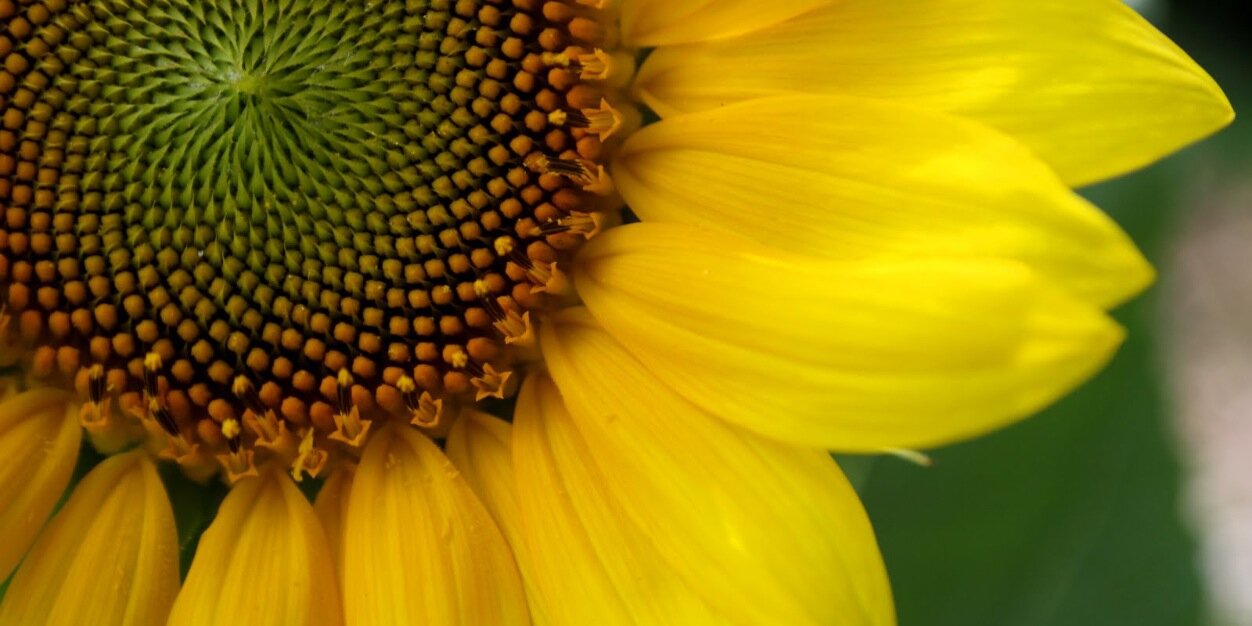 SunseedResearch's profile banner image