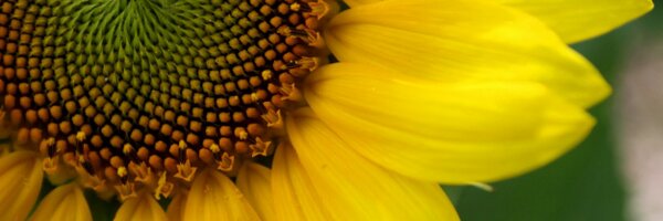 SunseedResearch Profile Banner