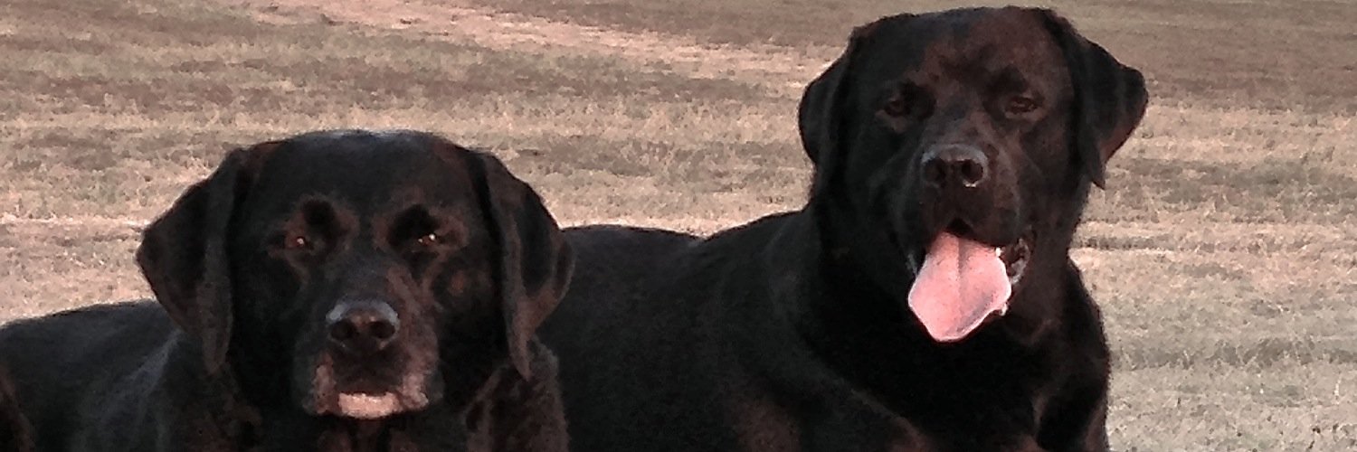 pip4gundogs's profile banner image