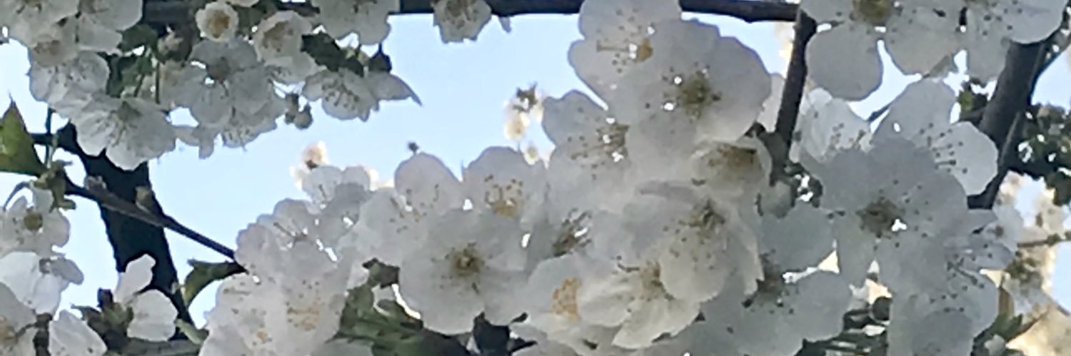 David Bird banner