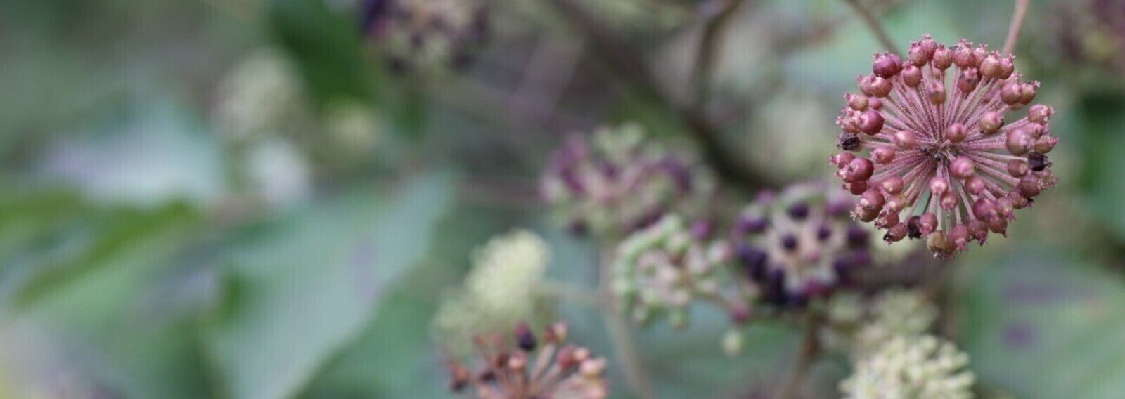 scarbethy's profile banner image