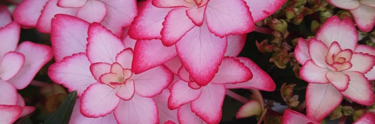 Highhhhhh🖖🏼 banner