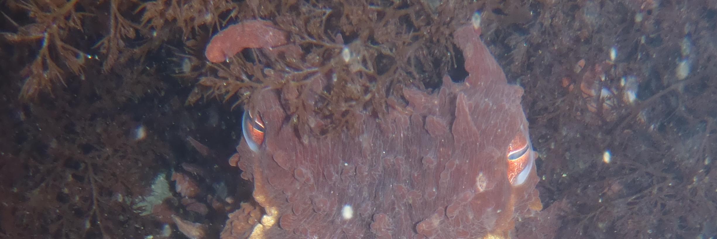 Michael Wolfe banner