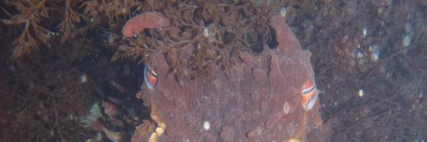 bogberry Profile Banner